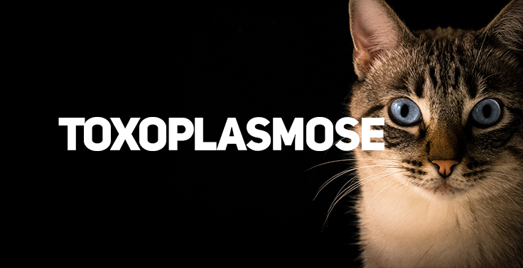 Imagem com fundo escuro contendo o texto TOXOPLASMOSE em letras maiúsculas e na cor branca, posicionado no lado esquerdo. No lado direito, em primeiro plano, destaca-se o rosto de um gato com pelagem listrada/tabby e olhos azuis bem abertos, encarando diretamente a câmera.
