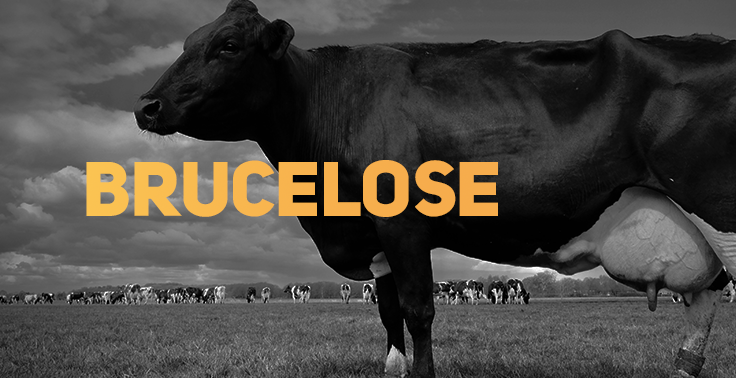 Banner com o título 'BRUCELOSE' em destaque, em letras amarelas, sobre uma fotografia em preto e branco. A imagem mostra uma vaca em primeiro plano, em uma área de pastagem, com outros bovinos ao fundo sob um céu nublado. A composição remete à brucelose, doença infecciosa que pode afetar animais de produção e ser transmitida aos seres humanos por meio do contato com animais infectados ou do consumo de produtos de origem animal não pasteurizados.