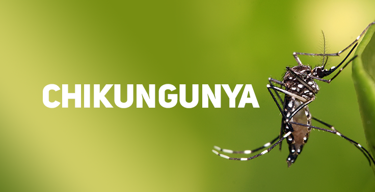 Imagem com a palavra 'CHIKUNGUNYA' em destaque, em branco, sobre um fundo desfocado em tons de verde. À direita, há uma fotografia em close de um mosquito preto com listras brancas nas pernas e no corpo, pousado sobre uma folha verde. A imagem é ilustrativa e representa o mosquito Aedes aegypti, um dos transmissores da chikungunya.