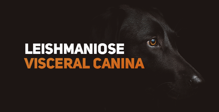 Imagem com fundo escuro contendo o texto Leishmaniose Visceral Canina em letras maiúsculas no lado esquerdo, sendo Leishmaniose na cor branca e Visceral Canina em tom alaranjado. No lado direito, em destaque contra o fundo escuro, aparece de perfil a cabeça de um cachorro preto com olhos âmbar olhando para o lado.