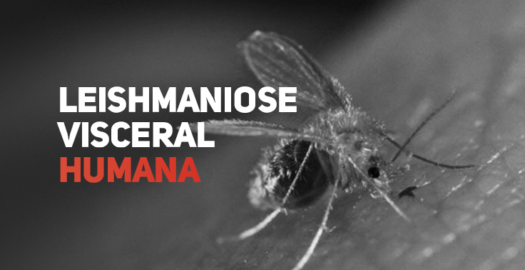 Imagem em tom monocromático com o texto Leishmaniose Visceral Humana em letras maiúsculas no lado esquerdo, sendo Leishmaniose Visceral na cor branca e Humana na cor vermelha. No centro e à direita, um mosquito-palha em plano detalhado pousado sobre a pele.