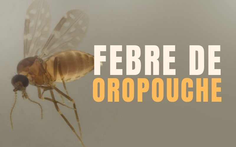 Imagem informativa de saúde com fundo em tom bege-acinzentado. Do lado esquerdo, há uma foto aproximada de um maruim (mosquito-palha) em tom castanho com asas translúcidas com pintas claras. Do lado direito, sobressaem as palavras FEBRE DE em letras brancas e OROPOUCHE em letras amarelas.