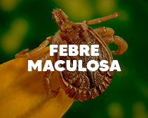 Febre Maculosa