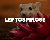 Leptospirose
