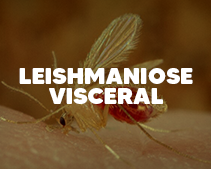 Leishmaniose Visceral Humana
